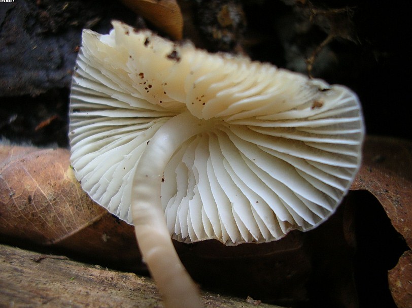 St. Chrischona ( CH )   30. Aprile 2005